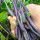 紫地豆种子50克(不搭架)