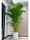 特级散尾葵2-2.1m-含圆形瓷盆