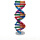 人体基因DNA模型（20套起拍）