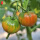 草莓番茄苗 24棵 口感型番茄