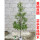 金丝楠木高度1-1.2米杯苗1棵