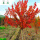 美国红枫树苗(粗约6cm)
