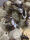 大亚成油葫芦蟋蟀半斤 2-3cm