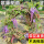 紫藤1棵3米(带花发货)