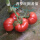 普罗旺斯番茄苗 3棵