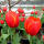 郁金香种球 红色 3个