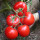 大红果番茄种子100粒