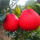 新品种：泰国暹罗红柚