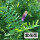 光叶紫花苕种子/斤