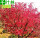大红樱(根茎2公分粗当年开花)