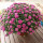 紫球菊（带花苞发货）