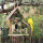 三孔鸟窝+黄鹦鹉