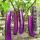 紫长茄子6棵