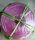 紫红色大盘宽3.5-4厘米7个盘50斤