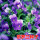 紫罗兰500粒 紫色花