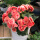 玫瑰海棠【红色】+自动吸水花盆