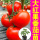 大红硬果番茄苗30棵+10g肥