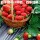 四季草莓150粒+土肥+生根粉