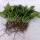 小绿萝1盆短藤水培苗