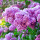 紫丁香花种子250g