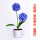 蓝葱头灯 2朵花