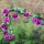 11朵玫瑰花藤紫色