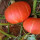 红蜜南瓜种子2包