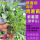 紫罗兰紫薯地瓜苗