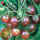 小黑番茄苗12棵 高生
