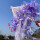 紫色成人伞76cm