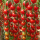 千禧小番茄约80粒