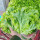玻璃生菜种子10克