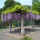 紫藤花 1厘米粗 高50-100厘米