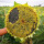 食用向日葵100粒+肥料