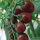 紫云樱桃番茄种子约50粒原装