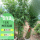 （丛生）40棵凤尾竹高0.8-1m