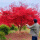 日本红枫4公分左右精品树型