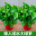 2盆红盆绿萝+自动吸水盆含盆