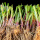 紫根韭菜根 300棵+肥料