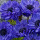 银莲花和谐重瓣蓝色5球