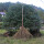 藤扎竹丝扫帚长13米宽40厘米
