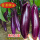 紫红长茄6棵苗
