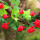 蔷薇之恋16朵大红色