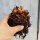 金毛蕨桩头带芽16--20cm