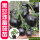 黑珍珠番茄苗6棵