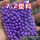 手自一体 300发 7.2mm紫色塑料