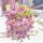 紫玄月吊兰(11cm塑料盆装)
