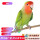 绿桃牡丹鹦鹉1只（公母备注）