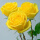 黄玫瑰【老桩一颗】大花