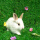 黄耳公主兔1只